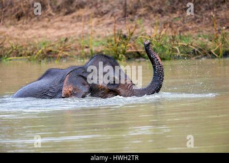 Sri Lanka, Yala National patk, Sri Lanka elephant (Elephas maximus maximus), baby bere e giocare in acqua Foto Stock