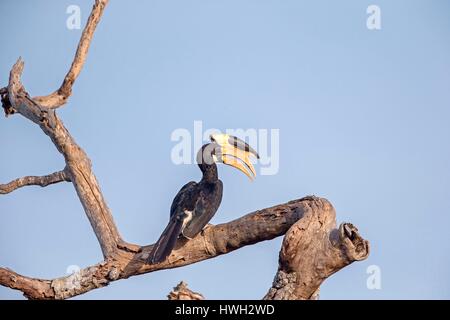 Sri Lanka, Yala National patk, Malabar Pied Hornbill (Anthracoceros coronatus) Foto Stock