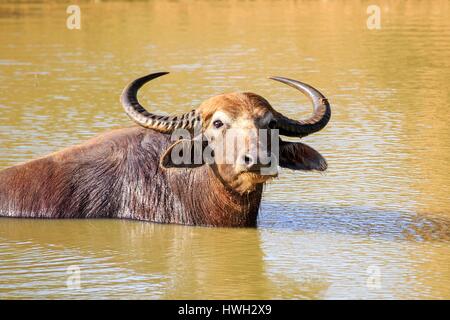 Sri Lanka, Yala National patk, Wild Water buffalo o bufalo asiatico (Bubalus arnee), appoggiata in acqua Foto Stock