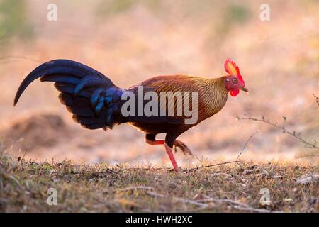 Sri Lanka, Yala National patk, Sri Lanka junglefowl (Gallus lafayettii) Foto Stock