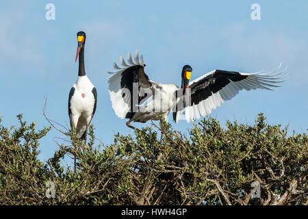 Kenya, Masai-Mara Game Reserve, saddle-fatturati stork (Ephippiorynchus senegalensis), giovane sul nido Foto Stock