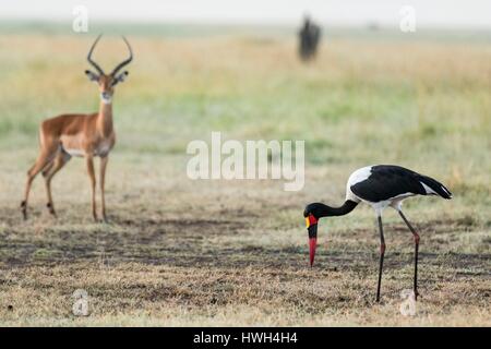 Kenya, Masai-Mara Game Reserve, saddle-fatturati stork (Ephippiorynchus senegalensis), femmina e impala Foto Stock