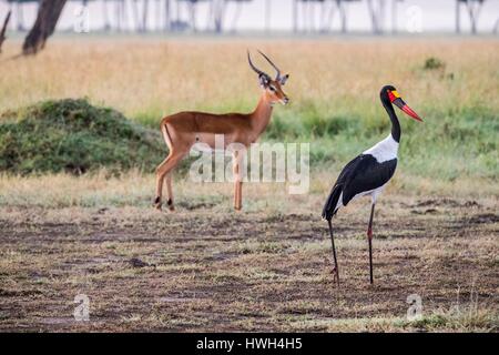 Kenya, Masai-Mara Game Reserve, saddle-fatturati stork (Ephippiorynchus senegalensis), femmina e impala Foto Stock