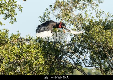 Kenya, Masai-Mara Game Reserve, massa hornbill (Bucorvus leadbearti), in volo Foto Stock