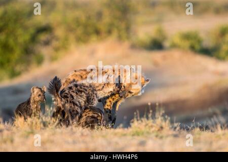 Kenya, Masai-Mara Game Reserve, spotted hyena (Crocuta crocuta), quelle giovani saluto la loro madre che arrivano al den Foto Stock