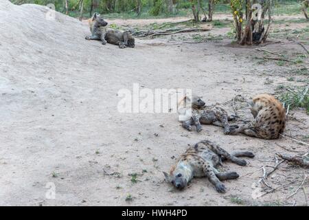 Sud Africa, Sabi Sands private Game Reserve, spotted hyena (Crocuta crocuta), madri e youngs vicino al den Foto Stock