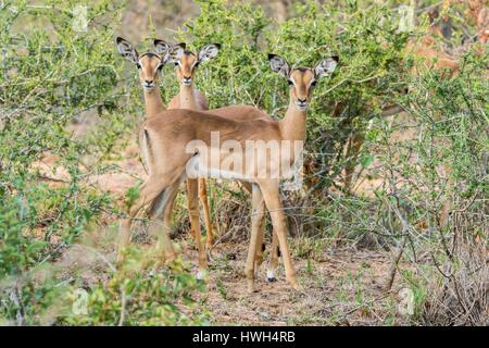 Sud Africa, Sabi Sands private Game Reserve, gli impala dal muso nero (Aepyceros melampus petersi), youngs Foto Stock