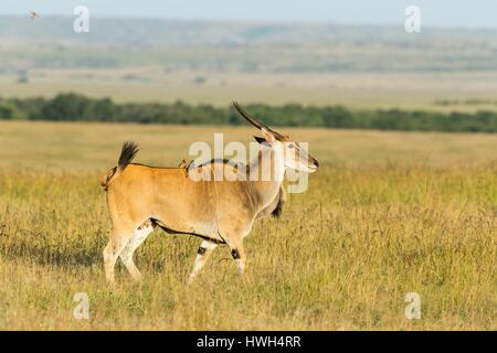 Kenya, Masai-Mara Game Reserve, Cape Elan (Taurotragus oryx), maschio Foto Stock