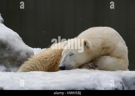 "Knut dorme, Germania, Berlino, giardino zoologico, mammiferi, mammiferi, predator, predator, orso polare, orso polare, ursus maritimus, Knut, stagione Foto Stock