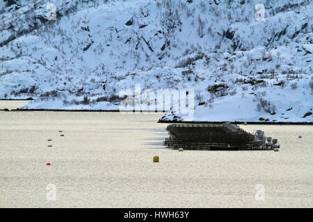 " Salmoni fattoria nel Raftsund, Norvegia; Norvegia; nord del paese; Lofoten; Lofot dell Islanda; Raftsund, pesca, pesca, Aquafarming, piscicoltura, salm Foto Stock