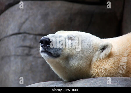 Rilassata orso polare, Germania, Amburgo, Hagenbecks Animal Park, lo zoo, condizioni controllate, mammifero, predator, orso polare, ursus maritimus, rilassa la testa Foto Stock