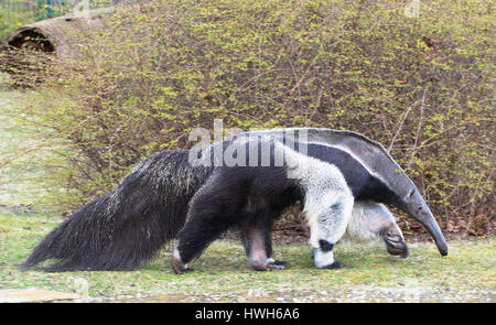 Big anteater, Germania, Berlino, giardino zoologico, Animal Park, lo zoo, condizioni controllate, mammifero, big anteater, Myrmecophaga tridactyla, Germania, Ber Foto Stock