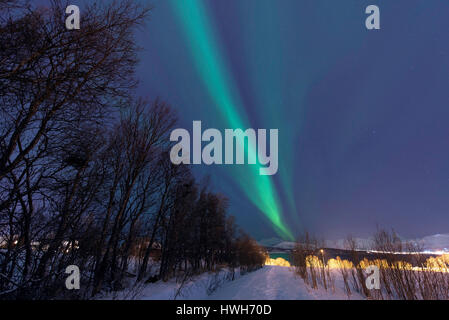 "Luce del Nord circa alberi, Norvegia; Troms; Troms?; ottiene, Kval ? ?Ya; Kval?ya; nord luce; luce polare; Aurora boreale; piante; alberi; lontano; montagne; Foto Stock