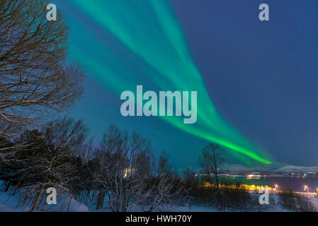 "Luce del Nord circa alberi, Norvegia; Troms; Troms?; ottiene, Kval ? ?Ya; Kval?ya; nord luce; luce polare; Aurora boreale; piante; alberi; montagne; scena Foto Stock