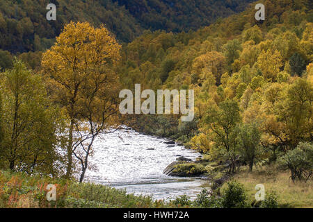 "L'autunno in Drivdal, Norvegia, S?r-Tr?ndelag; vedere ? ?R-Tr ? ?Ndelag, Drivdal, Driva, fiume, piante, legno, alberi, stagioni autunno, scenario, Norvegia, S? Foto Stock