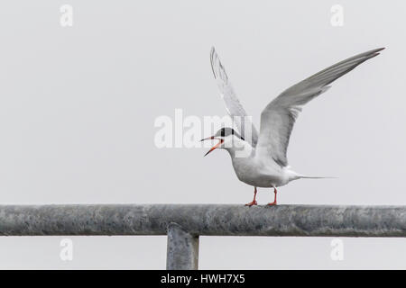 Fiume tern, Germania, SCHLESWIG-HOLSTEIN, fregio del nord paese, Hallig Hooge, isola, uccelli, fiume tern, Sterna hirundo, Germania, Schleswig - Holstei Foto Stock