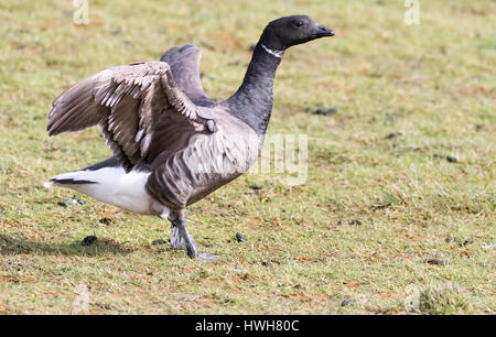 Anello d'oca, Germania, SCHLESWIG-HOLSTEIN, fregio del nord paese, Hallig Hooge, isola, uccelli, ringlet goose, Branta bernicla, Germania, Schleswig - Foto Stock