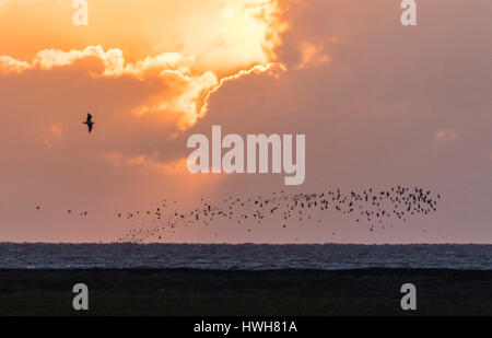 'Sundown con uccelli su Hallig Hooge, Germania; SCHLESWIG-HOLSTEIN; fregio del nord paese; Hallig Hooge; isola; crepuscolo, meteo, nuvole, tramonto, uccelli, Foto Stock