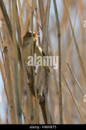 "Tubazione arsh cantante canta nel pettine, Germania; Amburgo; l'Alster esterno, lago; uccelli; marsh cantanti della tubazione, Acrocephalus palustris, cantare, piante, Foto Stock