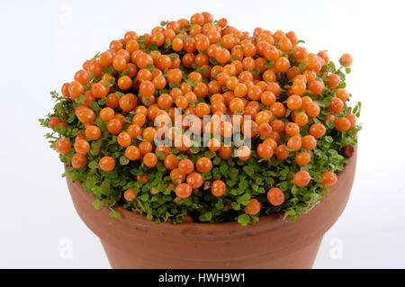 Pianificazione del tallone, Nertera granadensis coral moss piastra libera, tagliate, Object, Object, all'interno, studio, indoor, , Impianto di tallone / (Nertera granadensis) / Kora Foto Stock