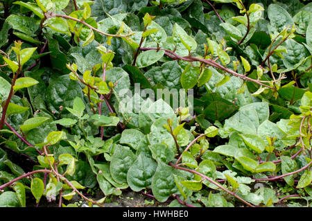 Il Malabar Spinaci, Basella rubra, Malabarspinat, Basellspinat, Ceylon spinaci, Basella rubra Basellaceae, Basellgew?chse, Malabaresi Spinaci / (Basella rub Foto Stock