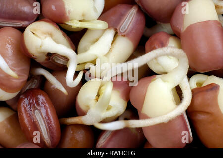 Fagioli Adzuki il germoglio, Vigna angularis, Adzukibohne, Lunja, pioli, Vigna angularis , adzuki fagiolo / germoglio ( Vigna angularis ) | Adzukibohne, Sprossen / Foto Stock