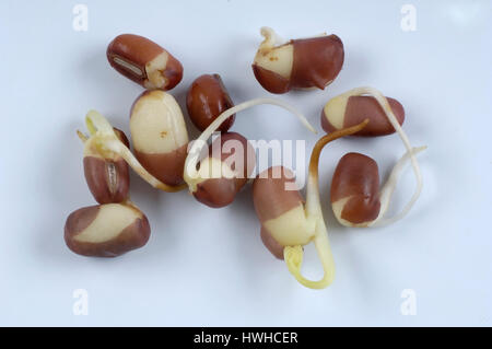 Fagioli Adzuki il germoglio, Vigna angularis, Adzukibohne, Lunja, pioli, Vigna angularis , adzuki fagiolo / germoglio ( Vigna angularis ) | Adzukibohne, Sprossen / Foto Stock