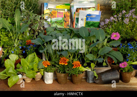 Le piante giovani, insalata, Francese calendula, verdure in carta Potter e svuotare le uova, la coltivazione di piante, Salatplanzen, Francese calendula, verdure francese m Foto Stock