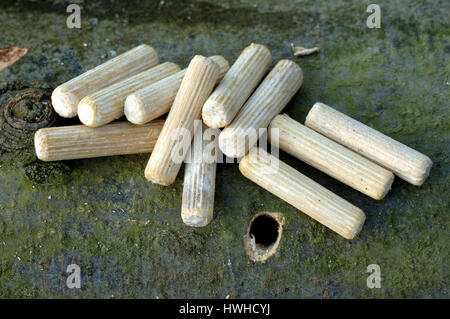 Allevamento di funghi, legno tassello con il substrato i funghi shiitake funghi alimentari, Pilzzucht, Holzduebel mit Substrat Shiitake / Speisepilze Foto Stock