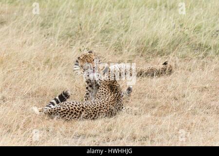 Kenya, Masai-Mara Game Reserve, ghepardo (Acinonyx jubatus), femminile e i giovani stessi di pulizia Foto Stock
