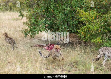 Kenya, Masai-Mara Game Reserve, ghepardo (Acinonyx jubatus), youngs inseguito da una iena su un kill Foto Stock