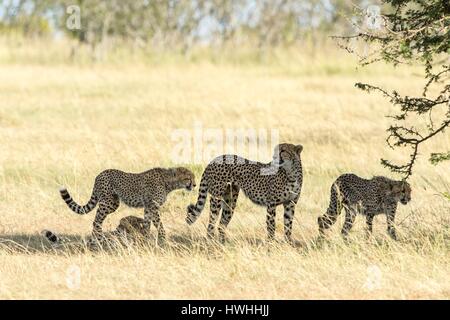 Kenya, Masai-Mara Game Reserve, ghepardo (Acinonyx jubatus), femmina e youngs Foto Stock