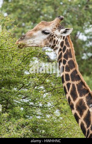 Sud Africa, Sabi Sands private Game Reserve, giraffe meridionale (Giraffa camelopardalis), mangiare Foto Stock