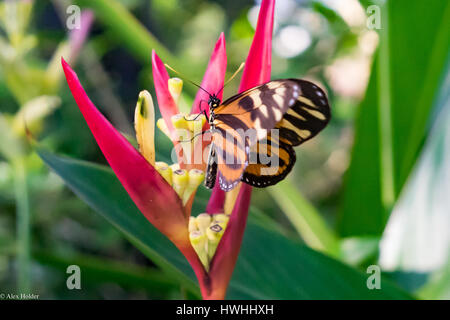 La farfalla atterra su un fiore esotico Foto Stock