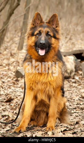 Con i capelli lunghi pastore tedesco cane nella foresta di autunno Foto Stock