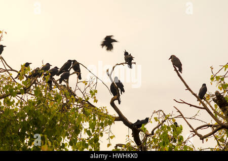 Gruppo di corvi nel ramo di albero Foto Stock