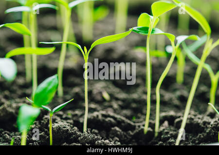 Gruppo Giovani germogli con foglia verde o foglie che cresce dal terreno. Concetto di primavera di vita nuova. Inizio della stagione di crescita. Inizio Primavera Agricultura Foto Stock