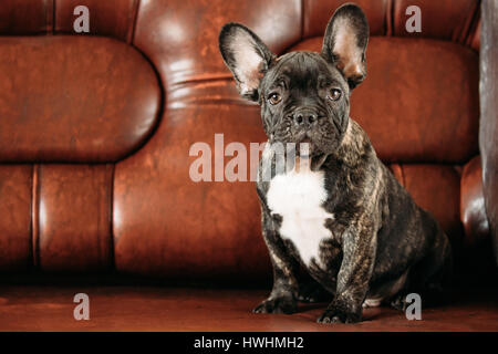 Il Portrait del giovane nero bulldog francese cucciolo di cane con punto bianco seduto sul divano rosso Indoor. Divertente cucciolo di cane Foto Stock