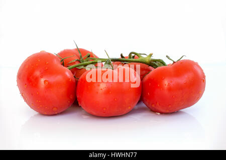 Ramo di fresca di pomodori con goccioline di acqua su sfondo bianco Foto Stock