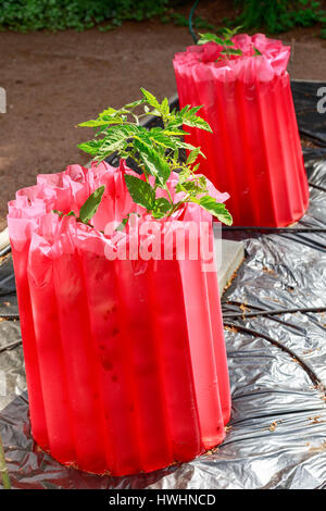 Acqua costeggiato il gelo di guardie intorno piante di pomodoro per dare loro un inizio precoce nel giardino di casa. Foto Stock