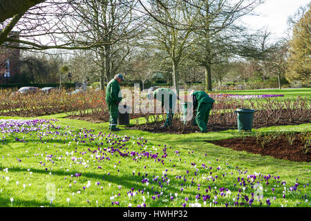 Un giorno di primavera in Regents Park, Londra. Il giardinaggio giardiniere potatura di cespugli di rose e sminuzzamento i letti di rose. La molla London park. La molla NEL REGNO UNITO. La molla di crochi. Foto Stock