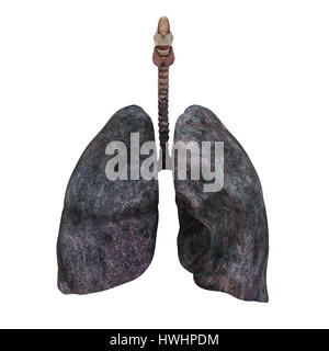 I fumatori illustrazione del polmone isolato Foto Stock