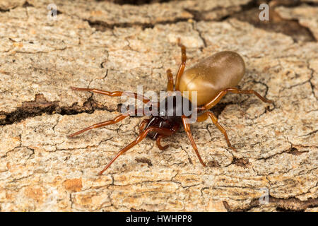 Il ragno woodlouse, Dysdera crocata, da Algarve, Portogallo, anche trovato nel Regno Unito Foto Stock