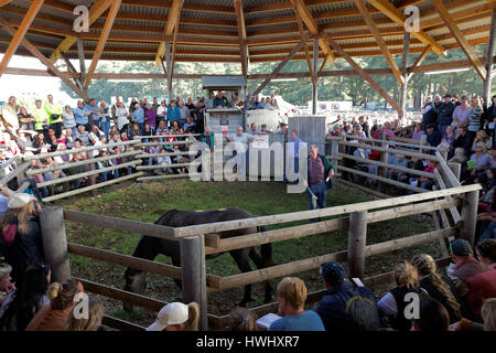 Annuale "New Forest Pony" autunno asta "Beaulieu Road" le vendite yard Lyndhurst Hampshire. Foto Stock