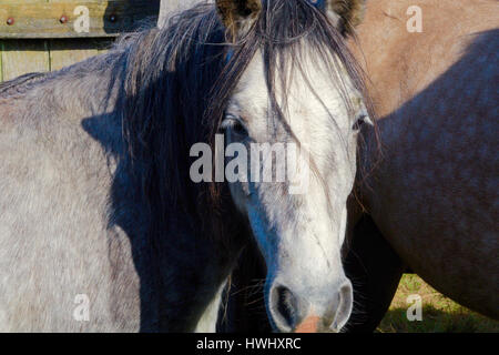 Pony selvatici in attesa di vendita presso l'annuale "New Forest Pony" autunno asta "Beaulieu Road" le vendite yard Lyndhurst Hampshire. Foto Stock