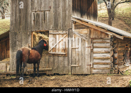 Cavallo marrone mangia fieno in una stabile Foto Stock