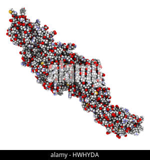 Transglutaminasi tissutali (tTG, TG2) proteina. Svolge ruolo importante nella malattia celiaca; anti-tTG anticorpi sono marcatore diagnostico di malattia celiaca. Atomi Foto Stock