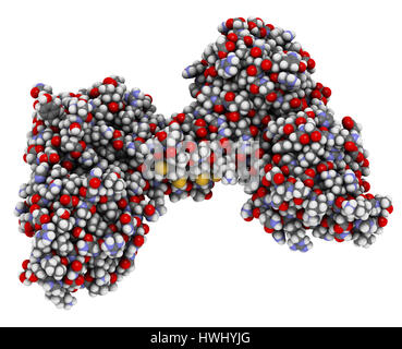 Per distrofina proteina muscolare (dominio N-terminale di legame di actina dominio). Causa difetti di distrofia muscolare di Duchenne (DMD). Gli atomi sono rappresentati come sfere Foto Stock