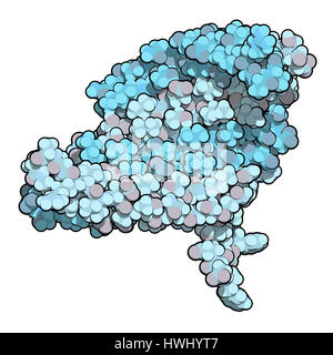 La fibroina seta frammento (N-terminale di dominio). La fibroina è uno dei due componenti principali di seta prodotta dal baco (Bombice mori). Gli atomi sono repres Foto Stock