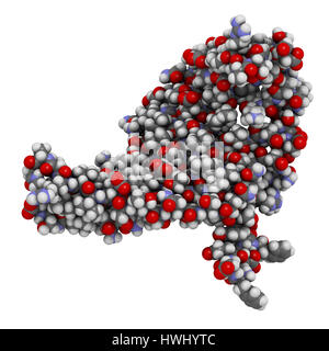 La fibroina seta frammento (N-terminale di dominio). La fibroina è uno dei due componenti principali di seta prodotta dal baco (Bombice mori). Gli atomi sono repres Foto Stock